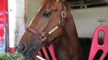Entérate de cuánto costará el salto de ejemplar ganador del Kentucky Derby Entérate de cuánto costará el salto de ejemplar ganador del Kentucky Derby