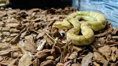 Culebra escapa de su jaula y genera pánico en vecinos de Casalta 2 (+Video)