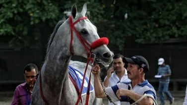 Caballo que le ganó a El de Froix ya tiene su primer producto como semental