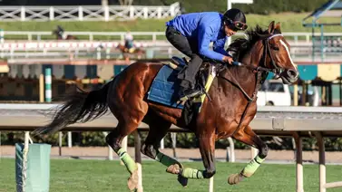 Ganador del Kentucky Derby se prepara para correr la Pegasus World Cup Ganador del Kentucky Derby se prepara para correr la Pegasus World Cup