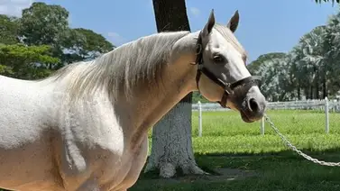 Muere semental que ha dado ganadores clásicos de grado en La Rinconada Muere semental que ha dado ganadores clásicos de grado en La Rinconada