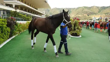 Este ejemplar se ha visto muy bien en cancha en sus ejercicios previos y de ganar puede abonar buen dividendo Este ejemplar se ha visto muy bien en cancha en sus ejercicios previos y de ganar puede abonar buen dividendo