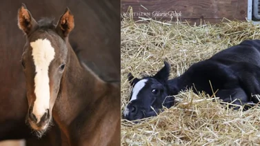 Conoce los primeros hijos del mejor caballo del mundo convertido en semental en el 2024