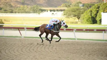 Los ejercicios previos de esta yegua la hacen considerar una línea en el 5y6 nacional de La Rinconada Los ejercicios previos de esta yegua la hacen considerar una línea en el 5y6 nacional de La Rinconada