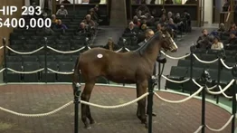 Este 13 de enero, un producto de Tapit criado por un venezolano fue el más caro de las ventas de Keeneland