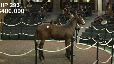 Este 13 de enero, un producto de Tapit criado por un venezolano fue el más caro de las ventas de Keeneland