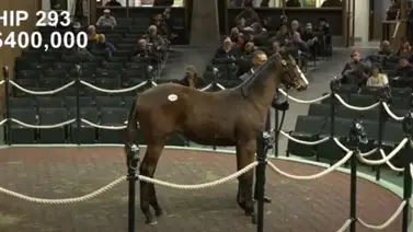Este 13 de enero, un producto de Tapit criado por un venezolano fue el más caro de las ventas de Keeneland Este 13 de enero, un producto de Tapit criado por un venezolano fue el más caro de las ventas de Keeneland