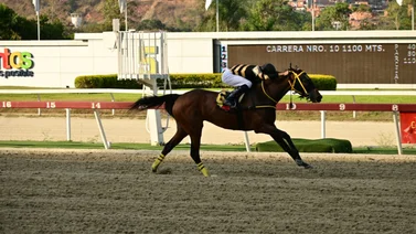 Conoce el trabajo contenido de esta yegua que de ganar puede abonar buen dividendo en la primera válida del 5y6 nacional