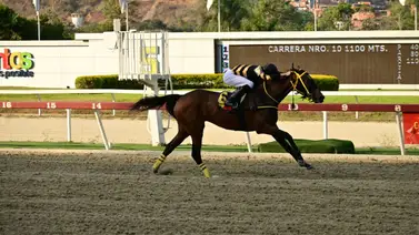 Conoce el trabajo contenido de esta yegua que de ganar puede abonar buen dividendo en la primera válida del 5y6 nacional Conoce el trabajo contenido de esta yegua que de ganar puede abonar buen dividendo en la primera válida del 5y6 nacional