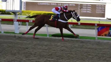 Ejemplar Masttery en una competencia en La Rinconada Ejemplar Masttery en una competencia en La Rinconada