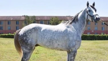 Nace en este Haras hijo de semental que costó $700.000