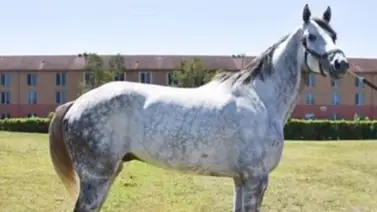Nace en este Haras hijo de semental que costó $700.000 Nace en este Haras hijo de semental que costó $700.000