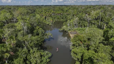 Instalan sensores acústicos para estudiar vida silvestre en la Amazonía Brasileña