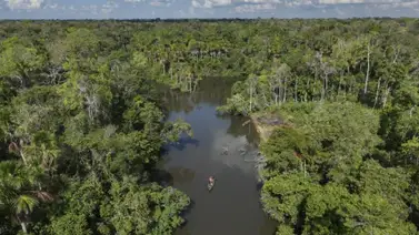 Instalan sensores acústicos para estudiar vida silvestre en la Amazonía Brasileña Instalan sensores acústicos para estudiar vida silvestre en la Amazonía Brasileña