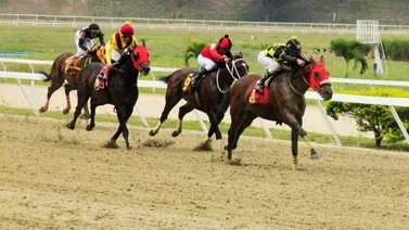 Ejemplares en carrera desde la arena de La Rinconada