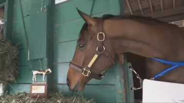 Thorpedo Anna es coronada como Caballo del Año 2024
