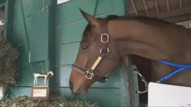Thorpedo Anna es coronada como Caballo del Año 2024 Thorpedo Anna es coronada como Caballo del Año 2024