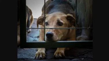 maltrato animal en ritos y santería en CDMX