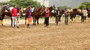 Ejemplares en la arena de La Rinconada.