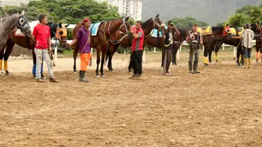 Ejemplares en la arena de La Rinconada. Ejemplares en la arena de La Rinconada.