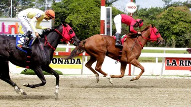 Yeguas en plena carrera en La Rinconada.