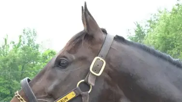 Ganador selectivo en Venezuela muere como semental en Estados Unidos Ganador selectivo en Venezuela muere como semental en Estados Unidos