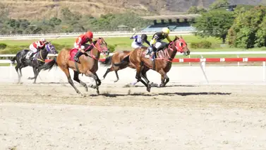 Un regreso prometedor para este caballo que no compite desde hace 224 días y buscará sorprender en carrera complicada Un regreso prometedor para este caballo que no compite desde hace 224 días y buscará sorprender en carrera complicada