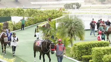 Ejemplares en el recinto descubierto de La Rinconada. Ejemplares en el recinto descubierto de La Rinconada.