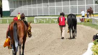Ejemplares saliendo a la pista de La Rinconada. Ejemplares saliendo a la pista de La Rinconada.