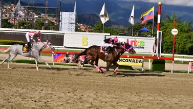 Ejemplares en carrera en La Rinconada.