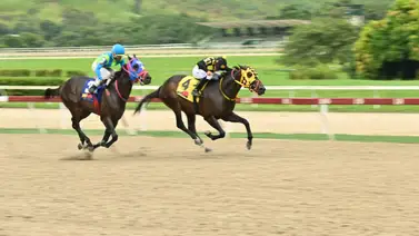 Ejemplares en carrera en La Rinconada. Ejemplares en carrera en La Rinconada.