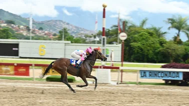 Yeguas en plena carrera en La Rinconada.