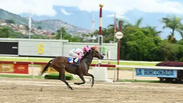 Yeguas en plena carrera en La Rinconada. Yeguas en plena carrera en La Rinconada.