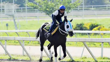 Roberth Capriles tiene mucha fe de ganar con estos ejemplares el domingo en La Rinconada (+Video) Roberth Capriles tiene mucha fe de ganar con estos ejemplares el domingo en La Rinconada (+Video)