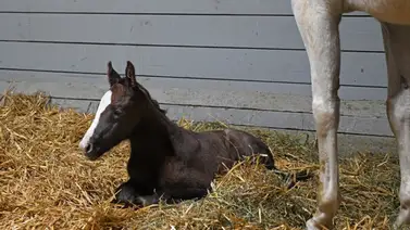 Primer alumbramiento: Nieta de Tapit fue el primer potro nacido en 2026 que fue registrado Primer alumbramiento: Nieta de Tapit fue el primer potro nacido en 2026 que fue registrado