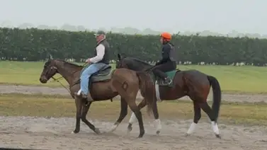 Reapareció el virtual Caballo del año: Sovereignty regresa a los entrenamientos Reapareció el virtual Caballo del año: Sovereignty regresa a los entrenamientos