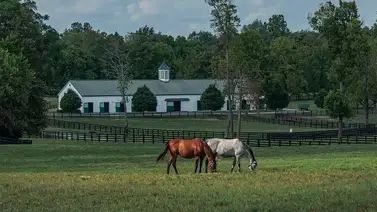 Hazaña histórica: Spendthrift Farm domina cuatro generaciones de sementales en Norteamérica Hazaña histórica: Spendthrift Farm domina cuatro generaciones de sementales en Norteamérica