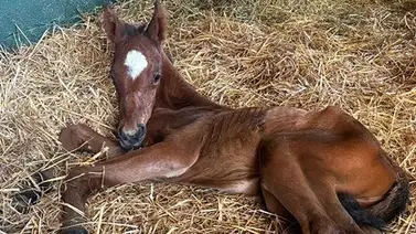 Primeros frutos en Gainesway: Nace la primera generación de Charge It Primeros frutos en Gainesway: Nace la primera generación de Charge It
