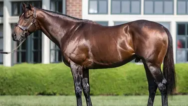 Flightline en la actualidad: El campeón invicto presume su físico de semental Flightline en la actualidad: El campeón invicto presume su físico de semental