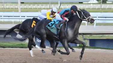 Lightning Tones defenderá su título ante Hades en el Sunshine Classic Stakes por $75,000 en Gulfstream Park Lightning Tones defenderá su título ante Hades en el Sunshine Classic Stakes por $75,000 en Gulfstream Park