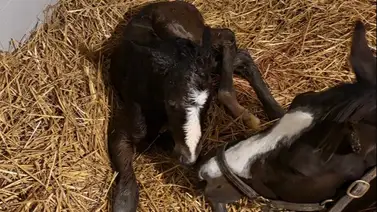 El primer hijo de Dornoch ya está aquí: Potro castaño con genética estelar nace en Taylor Made Farm El primer hijo de Dornoch ya está aquí: Potro castaño con genética estelar nace en Taylor Made Farm