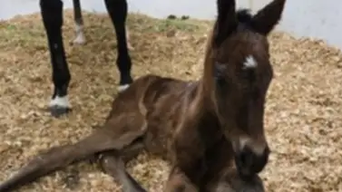 Nace primer hijo de Mr. Fisk ganador de Graded Stakes una potranca nieta de Arrogate Nace primer hijo de Mr. Fisk ganador de Graded Stakes una potranca nieta de Arrogate
