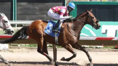 Interesante: Surprisinglyperfect tras su actuación número 100, fue nombrado Caballo de Reclamo del Año por la NHBPA Interesante: Surprisinglyperfect tras su actuación número 100, fue nombrado Caballo de Reclamo del Año por la NHBPA