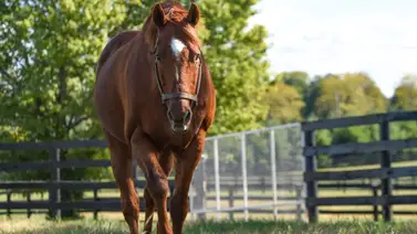 ¡Último minuto! Ha sido sacrificado el semental Distorted Humor a sus 33 años ¡Último minuto! Ha sido sacrificado el semental Distorted Humor a sus 33 años