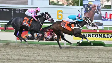 Latina Parts asume su primer gran reto del 2026 en el Clásico "Andrés Bello" (GII) Latina Parts asume su primer gran reto del 2026 en el Clásico "Andrés Bello" (GII)