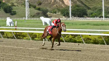 Duelo de potros en Coche: Bunker lidera la nómina y apunta al desquite selectivo Duelo de potros en Coche: Bunker lidera la nómina y apunta al desquite selectivo