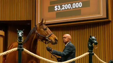 ¡Impresionante!: Tiffany Case, madre de Nitrogen ganadora de cinco Graded Stakes fue vendida por $3.200.000 ¡Impresionante!: Tiffany Case, madre de Nitrogen ganadora de cinco Graded Stakes fue vendida por $3.200.000