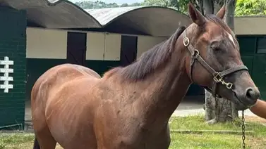La millonaria genética del Santa Anita Derby hace su aparición en la jornada nocturna de La Rinconada La millonaria genética del Santa Anita Derby hace su aparición en la jornada nocturna de La Rinconada
