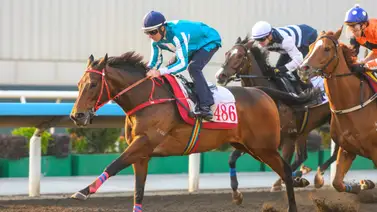 El caballo más rico del mundo ejercitó esta mañana para los HK$13 millones del Stewards’ Cup Gr1 El caballo más rico del mundo ejercitó esta mañana para los HK$13 millones del Stewards’ Cup Gr1