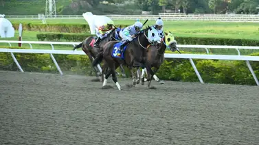 El desafío de los números: El ejemplar más cotizado del viernes en La Rinconada busca romper la historia clínica El desafío de los números: El ejemplar más cotizado del viernes en La Rinconada busca romper la historia clínica